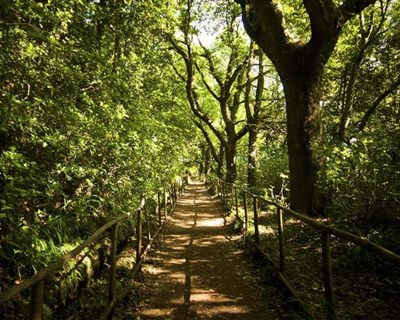 Floresta: Lisboa recebe em abril Encontro Regional do Sul da Europa