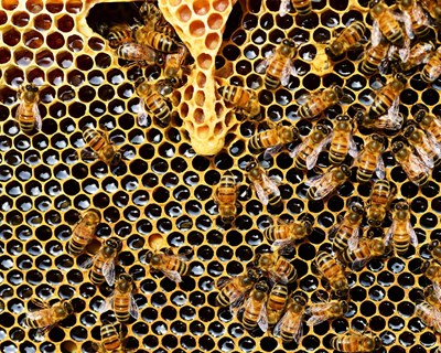 FNAP convida apicultores a responder a questionário para avaliar perda de efetivo apícola