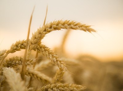 França atinge a melhor colheita de trigo de sempre