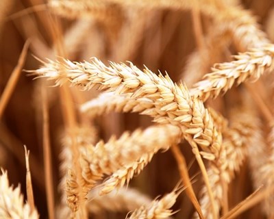 França: colheita de trigo com bons resultados na campanha 2015