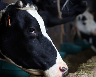França concede ajudas para gado leiteiro e de carne