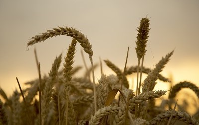 França: exportações de trigo diminuem