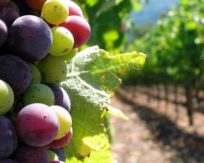 França: Governo estima queda de 18% na produção de vinho