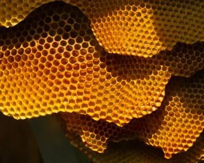 França: Governo quer etiquetar o mel do país
