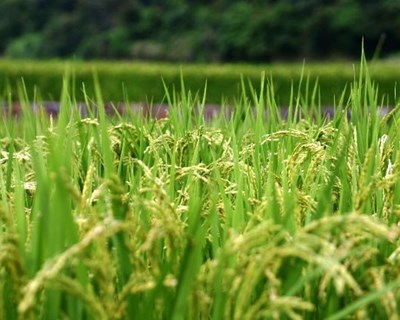 França investiga novos cereais resistentes à seca