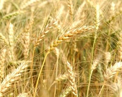 França lança plataforma de investigação sobre tolerância à seca do milho e trigo