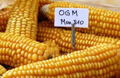 França pede proibição de sementeiras OGM