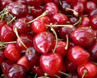Fundão: produção de cereja deixa 20 milhões de euros anuais no concelho