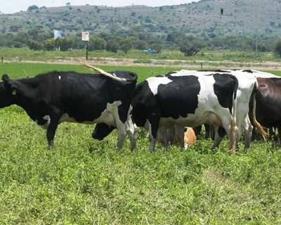 Gado bovino com boas perspetivas para a exportação comunitária