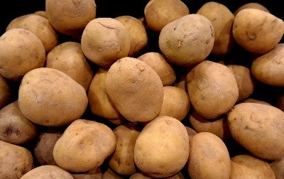 Golegã: caloiros da Católica colhem batatas e alertam para desperdício