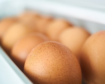 Governo abre mercado dos EUA aos produtores de ovos