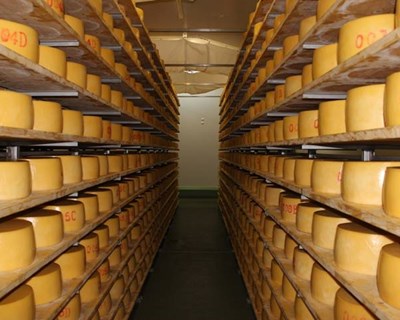 Governo açoreano admite criação de plano para fazer face a prejuízos na venda de queijo para os EUA