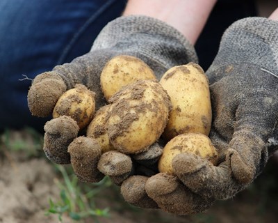 Governo admite que recorrer a trabalhadores em ‘lay-off’ para agricultura não está fora de questão