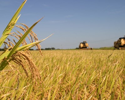 Governo alarga apoios a agricultores afetados pela seca
