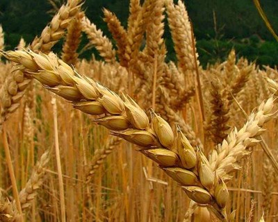 Governo anuncia estratégia para recuperar produção de cereais
