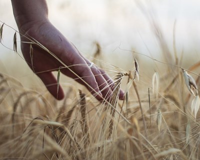 Governo aponta metas exigentes para produção de cereais