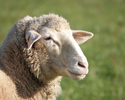 Governo aumenta apoio a produtores de ovelha típica da Serra da Estrela
