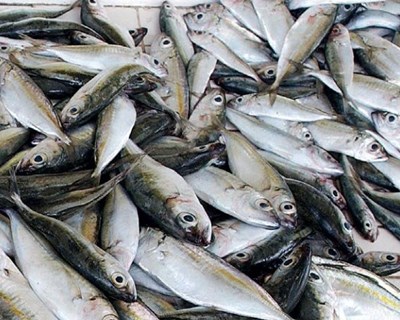 Governo aumenta quota de pesca da sardinha em 25%