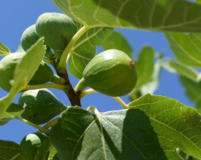 Governo da Madeira entrega dez mil árvores fruteiras a agricultores