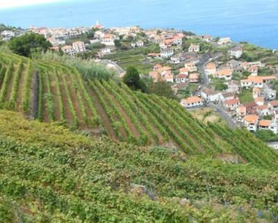 Governo da Madeira pede ajuda à UE para produção de vinho