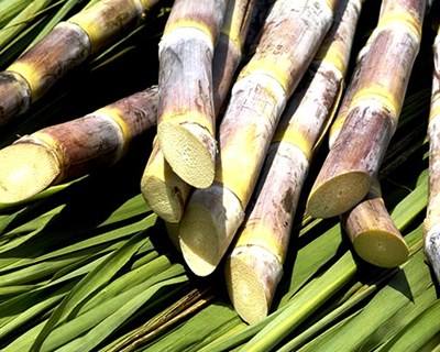 Governo da Madeira prepara plano estratégico para produção de cana-de-açúcar