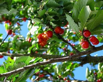 Governo da Madeira promove renovação de pomares de cerejeiras na ilha