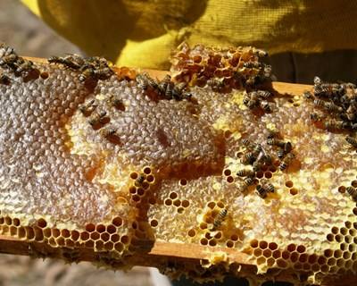 Governo da Madeira vai adquirir enxames nos Açores para ajudar apicultores