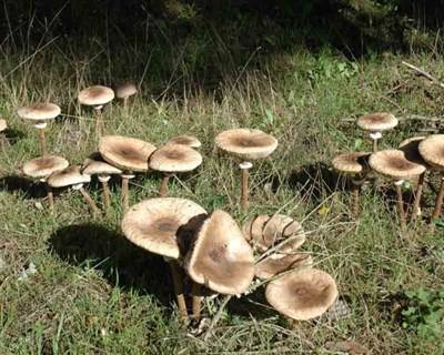 Governo defende regras para acabar com apanha indiscriminada de cogumelos silvestres