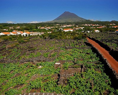 Governo dos Açores concede apoio complementar para manutenção da vinha