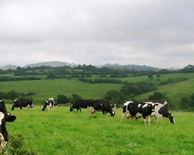 Governo dos Açores garante pagamento de ajudas a agricultores