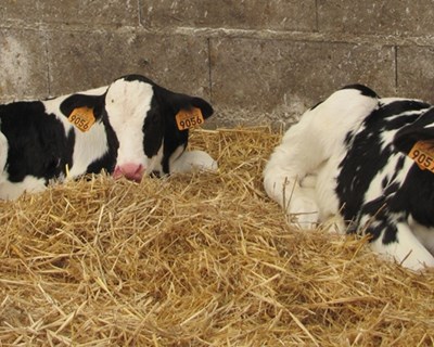 Governo dos Açores já rececionou 21 candidaturas para reconversão de explorações leiteiras em produção de carne de bovino