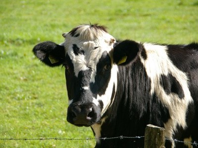 Governo dos Açores pretende avançar com novas medidas para ajudar fileira do leite