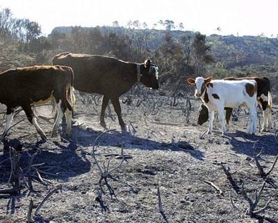 Governo lança medidas para combater a falta de água para o gado