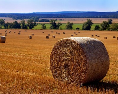 Governo paga 486 milhões de ajudas da PAC aos agricultores