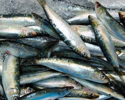 Governo paga um milhão a pescadores pela suspensão da pesca da sardinha