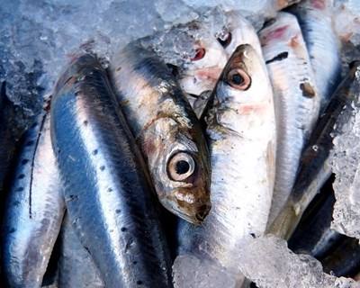 Governo quer manter quotas da sardinha