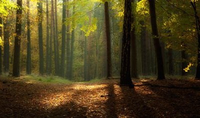 Governo quer recuperar 150 mil hectares de floresta na próxima década