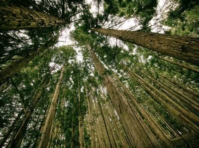 Governo vai abrir novo concurso do PDR 2020 destinado às florestas