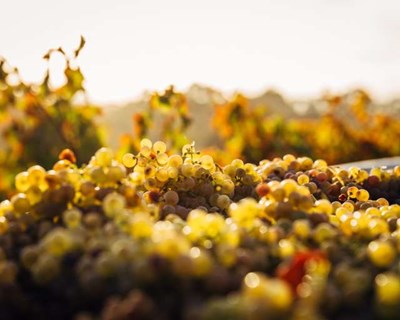 Governo vai apoiar setor vitivinícola com €65 milhões de euros