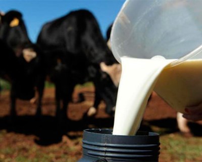 Governo vai pagar 30 a 40 euros por animal aos produtores de leite