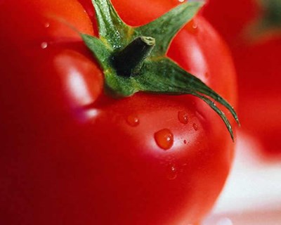 Grândola promove Semana Gastronómica do Tomate
