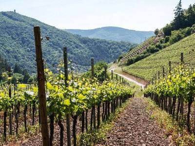 Há novas regras para o regime de autorizações para plantações de vinhas
