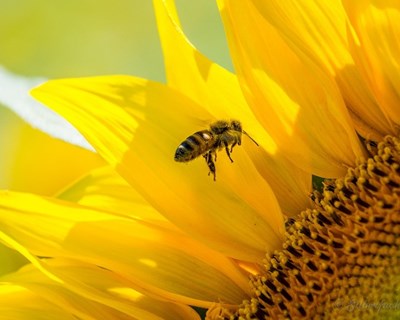 Há uma petição para travar pesticidas da Bayer que matam as abelhas