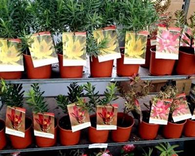 “Horticultura Ornamental em Portugal” em debate na Lusoflora 2016