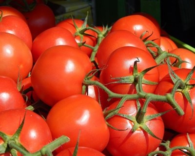 Horticultura: setor reúne-se durante três dias  no Algarve