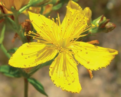 Hypericum perforatum L.