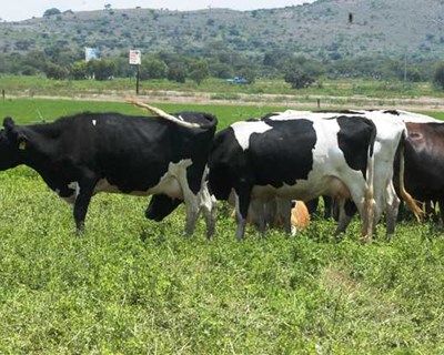 Identificação electrónica de bovinos operacional a 22 de julho