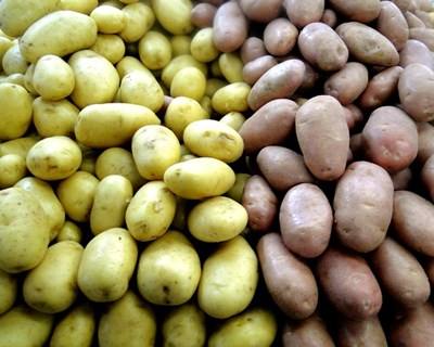 Identificado gene resistente a grave doença que afeta a batata