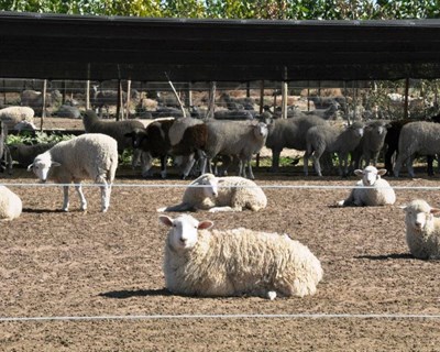 IFAP cria aplicação para registo de identificação de ovinos e caprinos