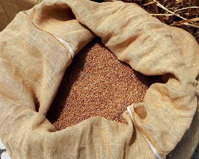 IGC prevê recorde na produção mundial de cereais em 2023-2024